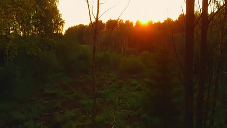 Red-fiery-sunset-in-a-forest-clearing,-aerial-view-between-trees