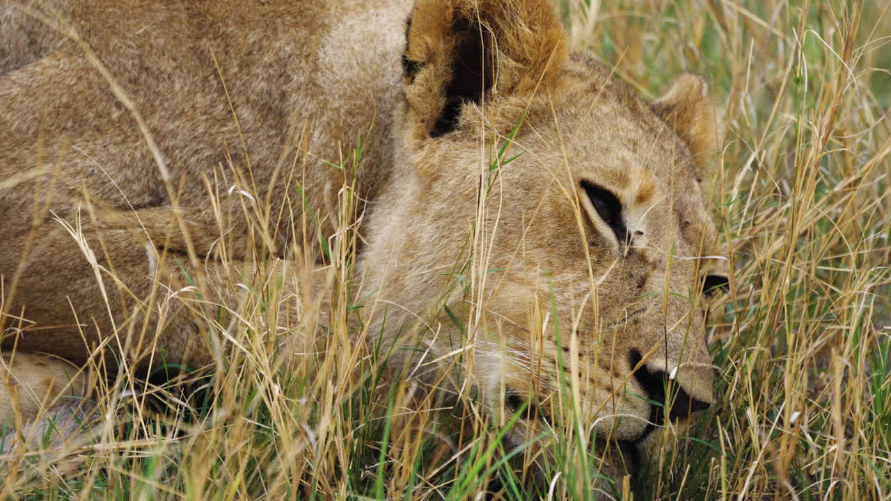 extreme close-up van een leeuwin die ontspannen op het gras ligt met een zwerm vliegen op haar gezicht