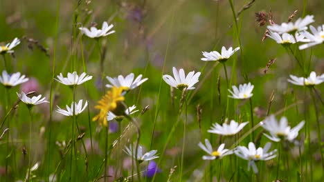 Abstrakter-Hintergrund-Von-Alpenblumen.