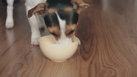 dog is eating something from the bowl by sliding it on the floor