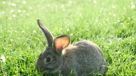 a cute rabbit sitting in a lush green grassy field