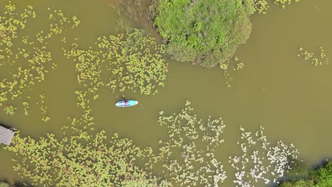 volando por encima de una mujer joven de pie remando en una tabla de apoyo en el estanque en verano