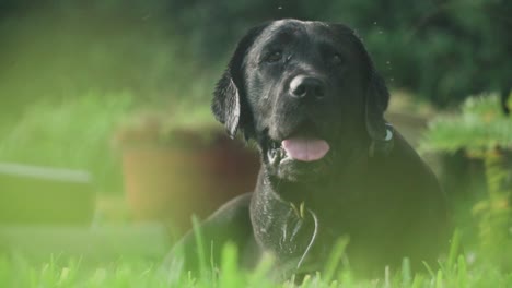 Schwarzer-Labrador-Retriever,-Der-Nach-Dem-Spielen-Im-Pool-Im-Gras-Liegt