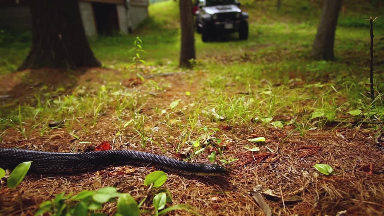 Large adult Black rat snake slithers in the pine needles of cottage country in the fall in Ontario Canada slow motion
