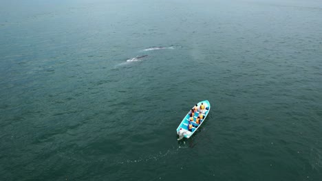 Vista-Aérea-Alrededor-De-Un-Barco-De-Safari-De-Ballenas-En-Busca-De-Peces-En-El-Océano-Abierto