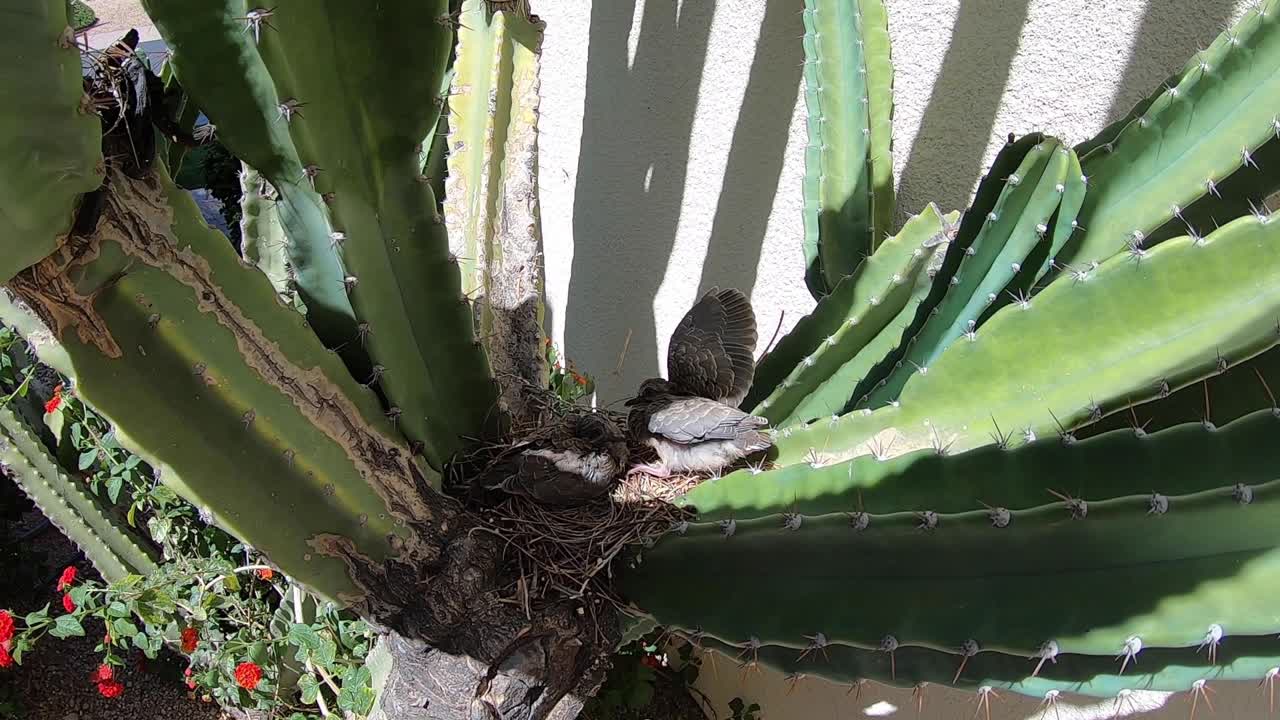 Baby bird lowers its wing, Scottsdale, Arizona