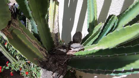 baby bird lowers its wing, scottsdale, arizona