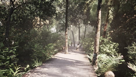 Wooden-pathway-leading-through-the-dense-forest-in-national-park