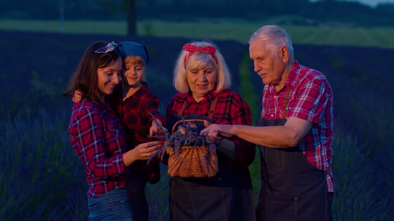 Senior grandparents granddaughter farmers growing lavender plant in garden field, family business