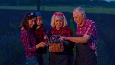 senior grandparents granddaughter farmers growing lavender plant in garden field, family business