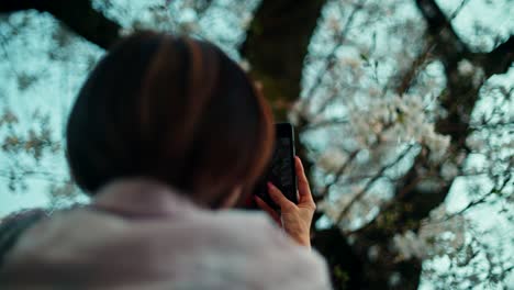 woman taking photo of cherry blossoms