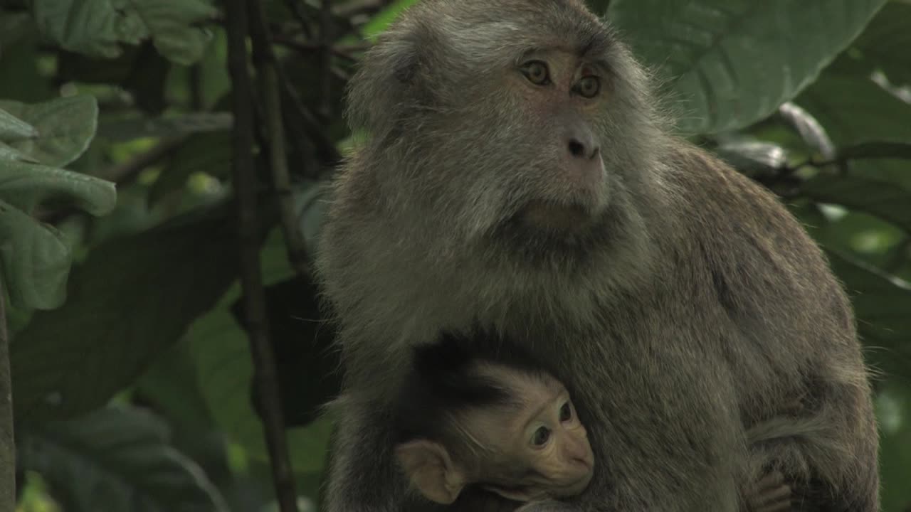 macaco comedor de cangrejos, macaca fascicularis, macaco cangrejero, hembra adulta con su pequeño ternero sentado entre las ramas mirando a su alrededor y a la cámara