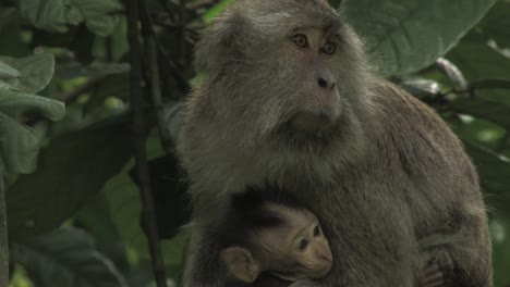 Krabbenfressender-Makaken,-Macaca-Fascicularis,-Macaco-Cangrejero,-Erwachsenes-Weibchen-Mit-Ihrem-Kleinen-Kalb,-Das-Zwischen-Den-Zweigen-Sitzt-Und-Sich-Umschaut-Und-In-Die-Kamera-Blickt