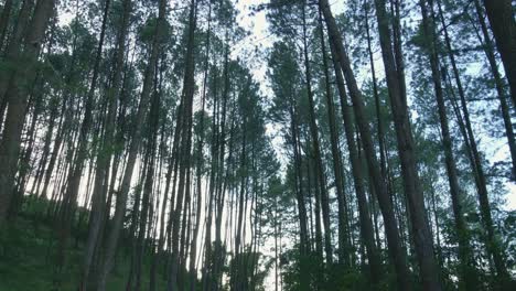 Inclinación-Aérea-Hacia-Abajo-Moviéndose-Hacia-Atrás-De-Densos-árboles-Del-Bosque