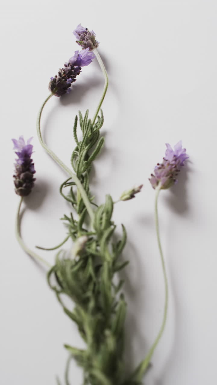 Video verticale di fiori di lavanda con spazio per il testo su sfondo bianco