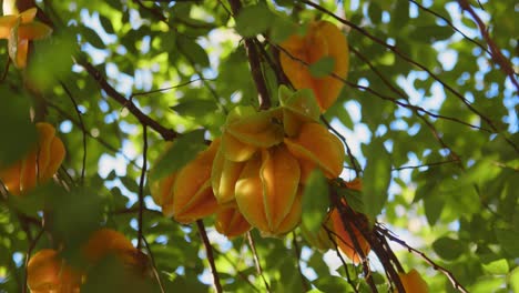 injerto de delicioso árbol de starfruit, vista en cámara lenta