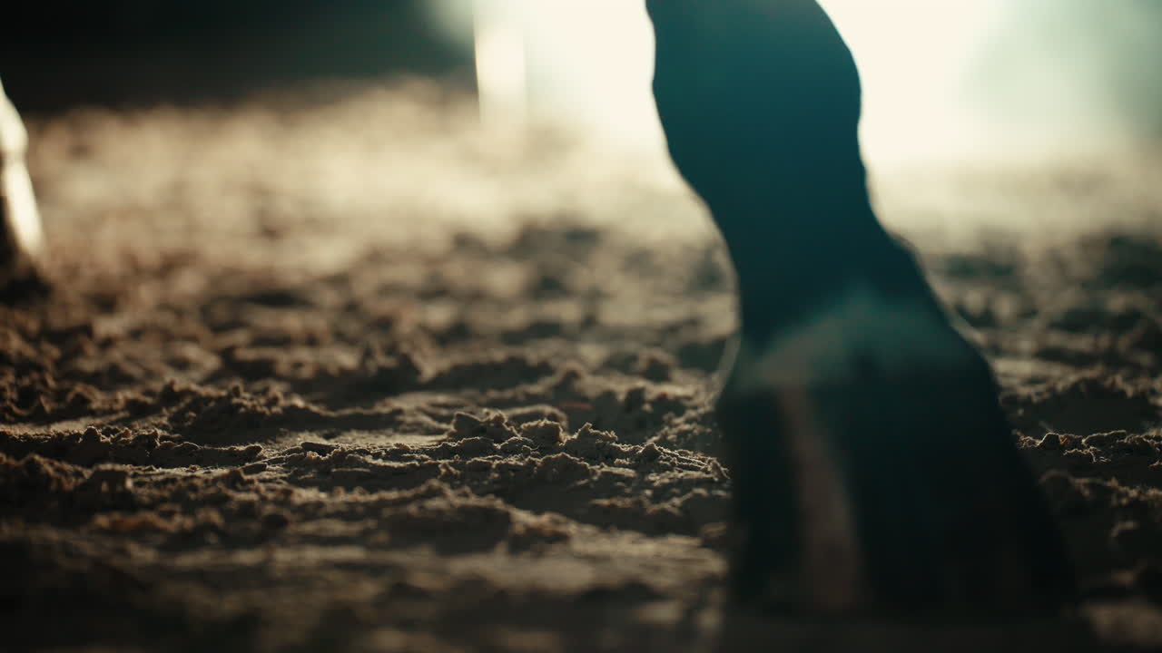 Brown Horse Hoof Slowly Dragging Across Dirt Ground, Shallow Depth of Field