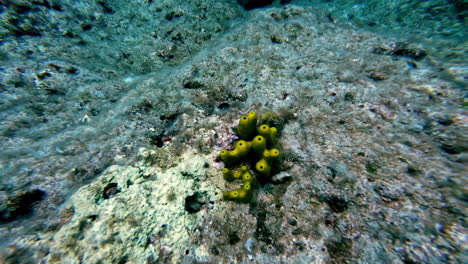 Sea-sponge-underwater-snorkeling-scuba-dive,-sea-life-ocean-floor,-Greece