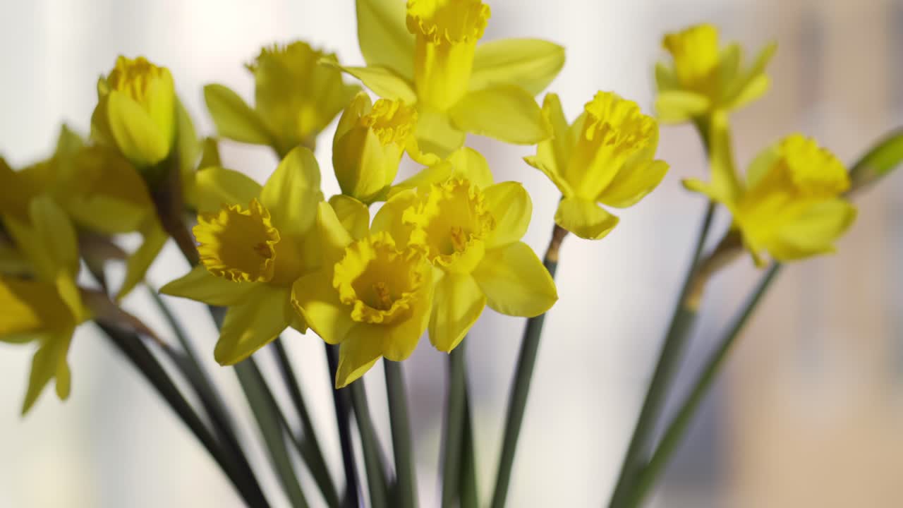 Ramo de narcisos amarelos à janela, panorâmica da direita para a esquerda.