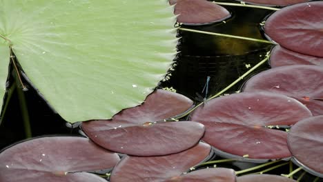 Estanque-Cubierto-De-Hojas-De-Lirio-De-Agua-Verde-Y-Rojo