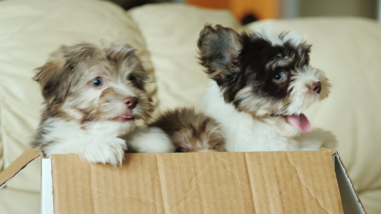 상자에 담긴 havanese 강아지