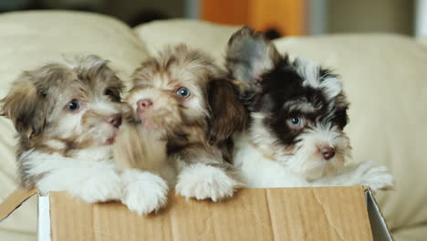 havanese puppies in a box