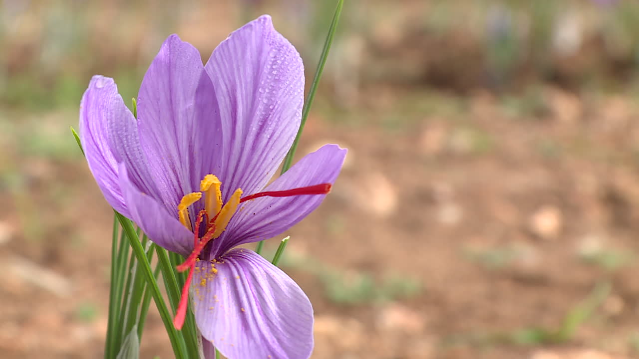 Saffron Flower in Field