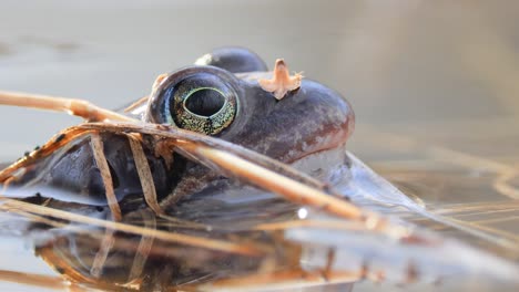 Brown-frog-(Rana-temporaria)-close-up-in-a-pond.