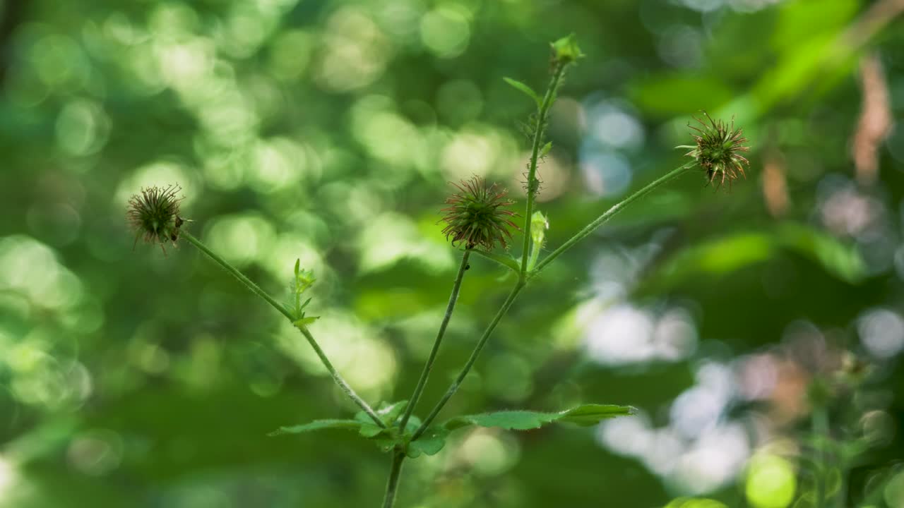 Colewort, Clove root, St Benedict's herb, Avens,Geum urbanum, herb, wood avens, herb Bennet, Nelkenwurz