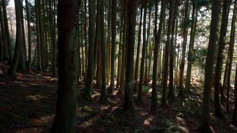 Rayos-De-Luz-Atraviesan-Un-Bosque-De-Coníferas-Maduras-Para-Iluminar-El-Suelo-Del-Bosque