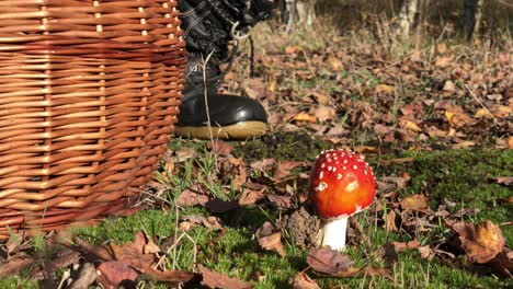 amanita-muscaria poison mushroom caucasian hunter hand warning signal