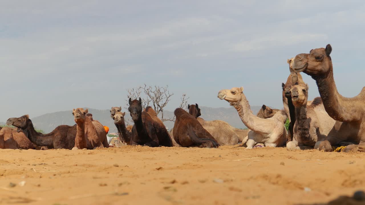 푸쉬카르 박람회에서 낙타, 또한 푸쉬카르 낙타 박람회 또는 지역적으로 카르틱 멜라 (kartik mela) 는 인도의 푸쉬카르 라자스탄 시에서 매년 열리는 다일 축산 박람회 및 문화 박람회입니다.