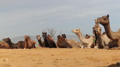 Camellos-En-La-Feria-De-Pushkar,-También-Llamada-Feria-De-Camellos-De-Pushkar-O-Localmente-Como-Kartik-Mela,-Es-Una-Feria-Ganadera-Y-Cultural-Anual-De-Varios-Días-Que-Se-Celebra-En-La-Ciudad-De-Pushkar,-Rajasthan,-India.