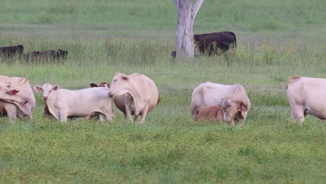 cows and calves grazing peacefully in a field