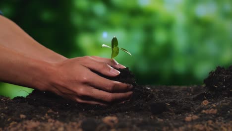 cerca de las manos del granjero masculino sosteniendo barro de tierra negra con un brote de árbol para plantar en el bosque