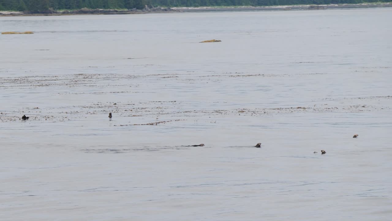 Sea Otters in shallow waters around Sitka, Alaska