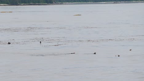 sea otters in shallow waters around sitka, alaska