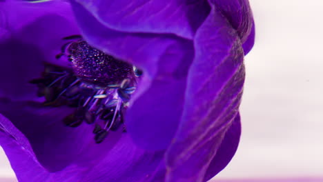primer plano de una flor de anemona de color púrpura profundo