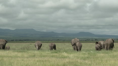 African-Elephant-family-eating-in-the-grasslands,-seen-from-behind,-Amboseli-N