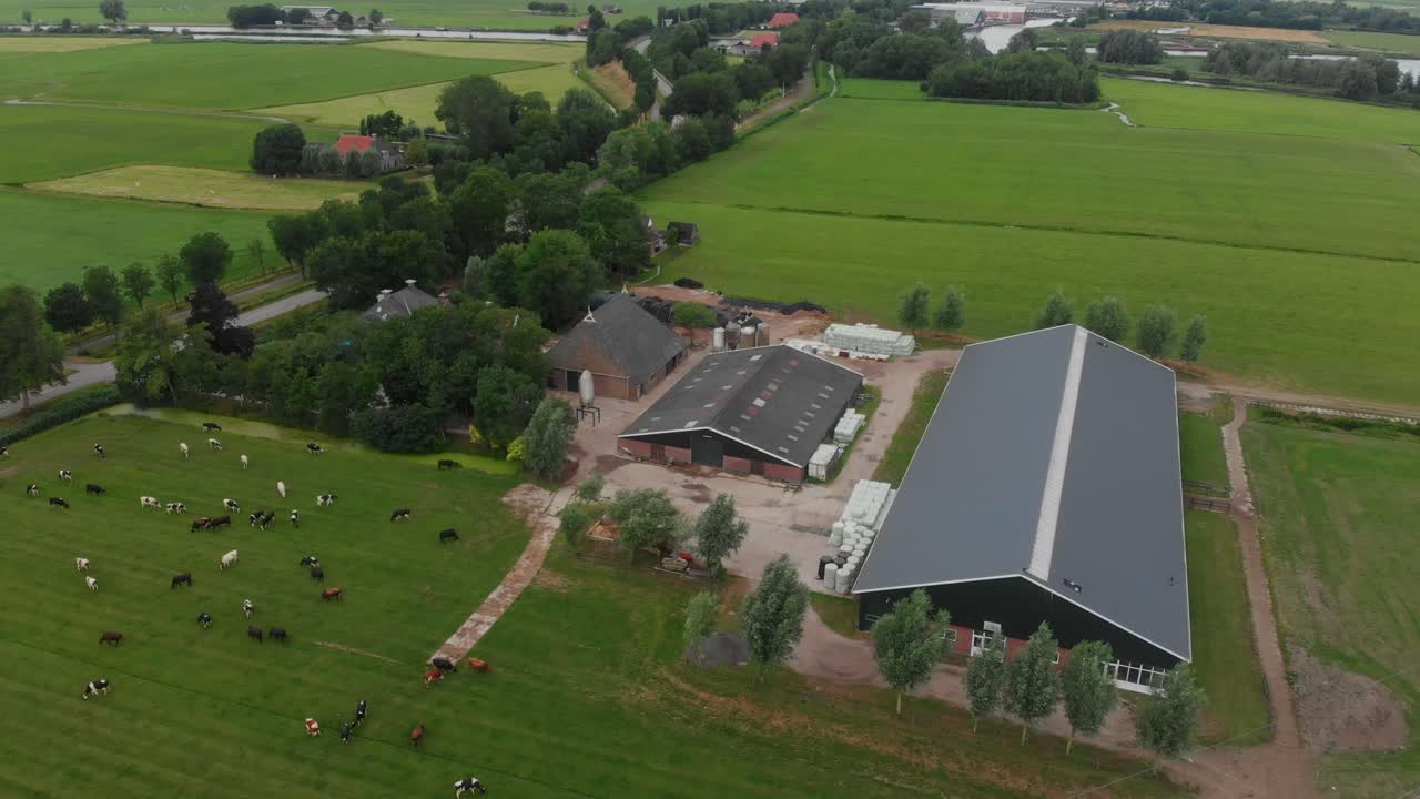 Vista aerea di un tranquillo pascolo agricolo con mucche a Joure, Frisia, Paesi Bassi.