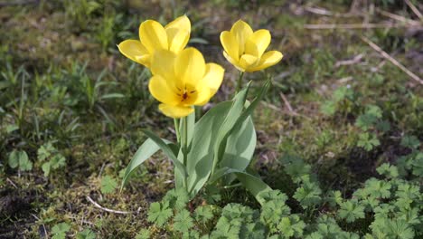 Vibrant-yellow-tulips-blossoming-in-spring-sunlight