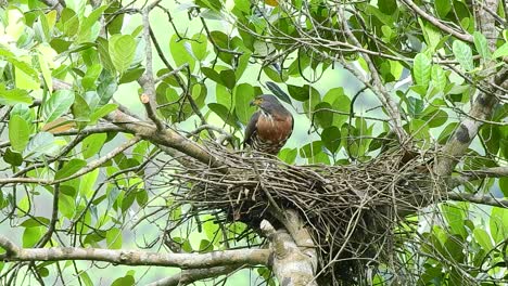 an-adult-crested-goshawk-is-checking-its-nest-and-waiting-for-its-chick-arrive