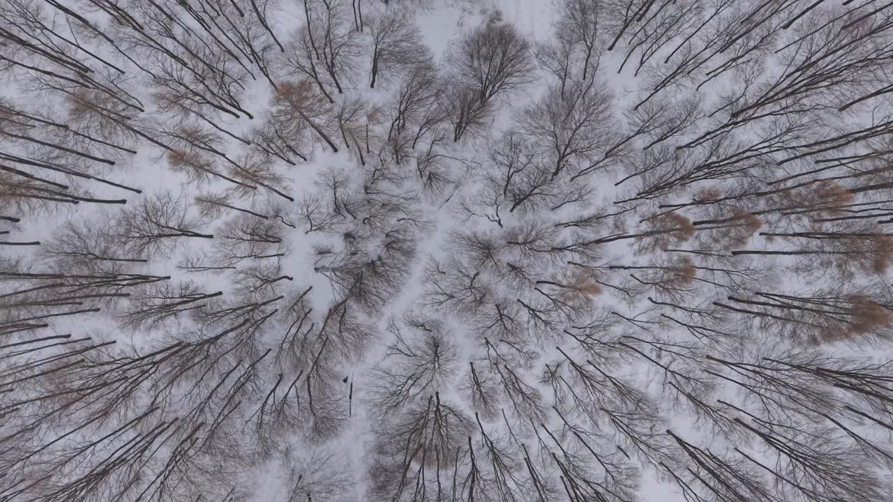 Vista aerea dall'alto di una foresta invernale innevata, con alberi spogli che formano un motivo naturale organico mentre una persona cammina