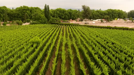 aerial - vineyard in mendoza, cuyo, argentina, wide rising shot forward