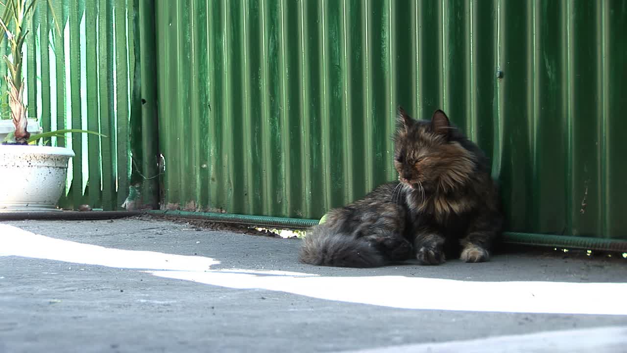 A cat is licking itself on the porch of the Ukrainian house in summer