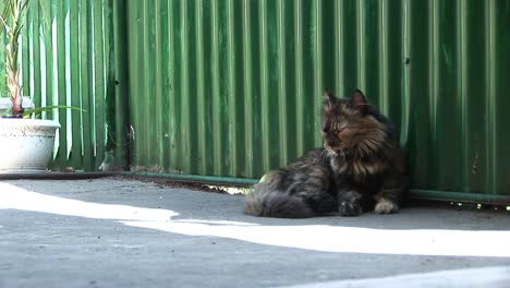 Un-Gato-Se-Lame-En-El-Porche-De-La-Casa-Ucraniana-En-Verano