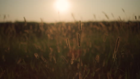 Pflanzen-Wiegen-Sich-Bei-Sonnenaufgang-Im-Wind-Auf-Ländlichem-Ackerland-In-Missouri