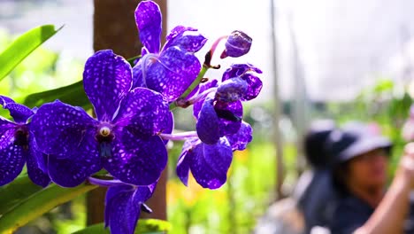 purple orchids with blurred market background