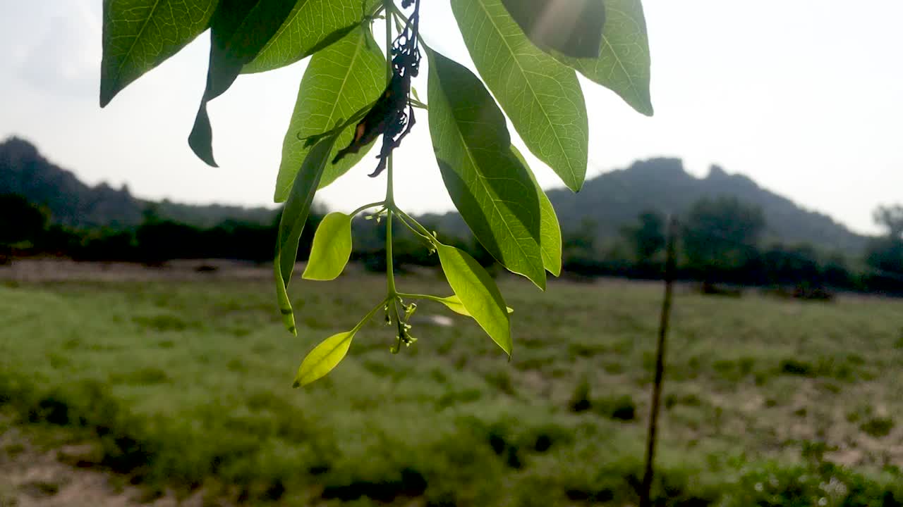 el árbol de neem negro en el parque agitó sus ramas debido al viento