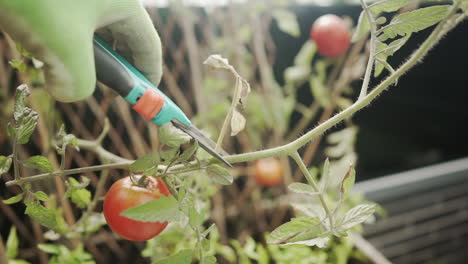 handheld shot of hand pruning tomato plant with scissors in a vegetable garden - closeup